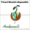 Graine bio RAY GRASS Anglais  