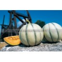 Graine bio MELON Fidji F1 