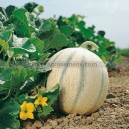 Graine bio MELON Cyrano F1