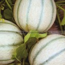 Graine bio MELON Kiara F1 
