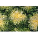 Graine bio CHICOREE Fris&eacute;e Despa 