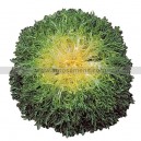 Graine bio CHICOREE Fris&eacute;e Zidane  