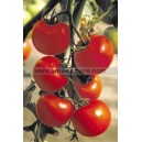 Graine bio TOMATE Alexandros F1