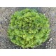 Graine bio LAITUE Batavia Kismy  