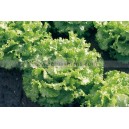 Graine bio LAITUE Batavia Storina  