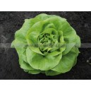 Graine bio LAITUE Beurre Neil 
