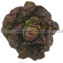 Graine bio LAITUE Beurre Roxy  