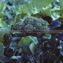 Graine bio BROCOLI Waltham 