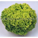 Graine bio LAITUE Lollo Bionda Bergamo  