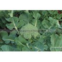 Graine bio BROCOLI Nutri-Bud  