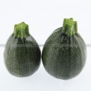 Graine bio COURGETTE Satellite F1 