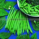 Graine bio HARICOT Nain Fin Modus