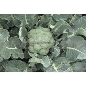 BROCOLI Batavia F1