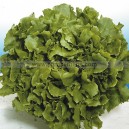 Graine bio CHICOREE Bubikopf Grobo 