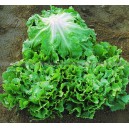Graine bio CHICOREE Scarole Diva 