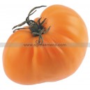 Graine bio TOMATE Golden Jubilee 