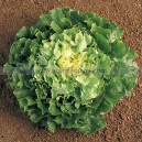 CHICOREE Scarole Gro. Boucl&eacute;e 2