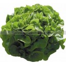 LAITUE feuille de Ch&ecirc;ne Blonde Albanice