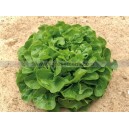 LAITUE feuille de Ch&ecirc;ne Blonde Pagero.