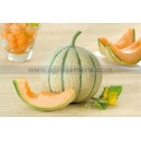 MELON Charentais Arisona HF1