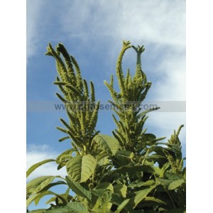 AMARANTE Green Giant  
