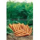 Graine bio CAROTTE Jeanette F1