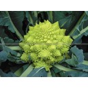 CHOU Fleur Romanesco Tipoff F1 