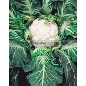CHOU Fleur Omar  