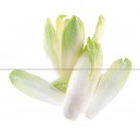 CHICOREE Endive&nbsp;Tardivo 