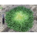 CHICOREE Fris&eacute;e Primafine 
