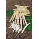 HARICOT Coco Nain Blanc Cocagne
