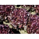 LAITUE Feuille de ch&ecirc;ne Belgarde Rouge 