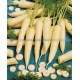 CAROTTE White Satin F1