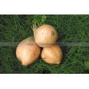RUTABAGA Golden 