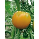 TOMATE Orange &agrave; gros fruits 