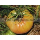 TOMATE &nbsp;Perle de lait 