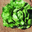 LAITUE Beurre Pommee Blonde Plein Champ Novappia