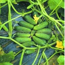 Graine bio CORNICHON Stimora F1