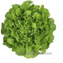 LAITUE Feuille de Ch&ecirc;ne  blonde d&rsquo;abri Bakero