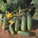 Graine bio CORNICHON Serena F1 
