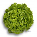 LAITUE Feuille de Ch&ecirc;ne Blonde d&rsquo;Abri Kitonia RZ