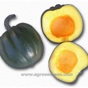 COURGE Acorn