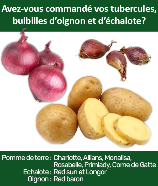 Commande Bulbilles
