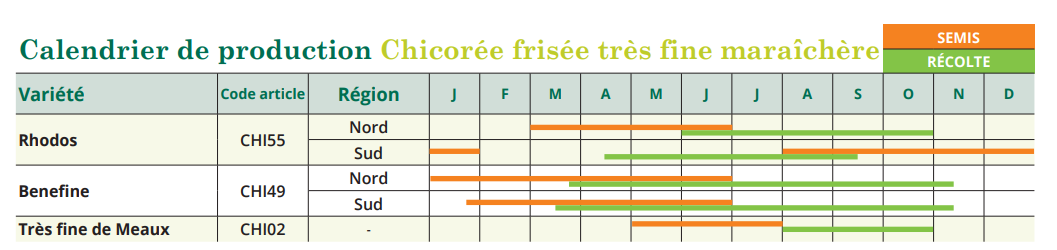 Tableau de semis Chicorée frisée très fine maraîchère