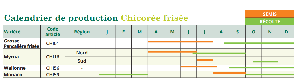 Tableau de semis Chicorée frisée