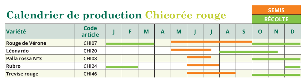 Le tableau de semis Chicorée rouge