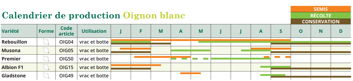 tableau de semis oignon blanc 