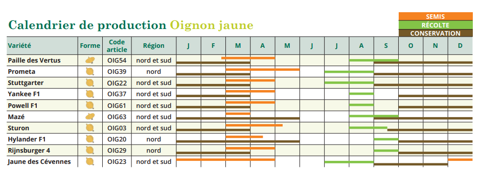 tableau de semis oignon jaune 