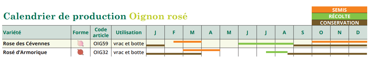 tableau de semis oignon rosé 