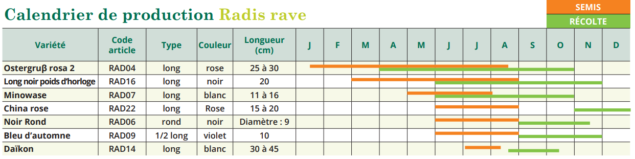 tableau de semis radis rave 